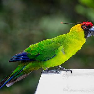 horned parakeet (Eunymphicus cornutus)