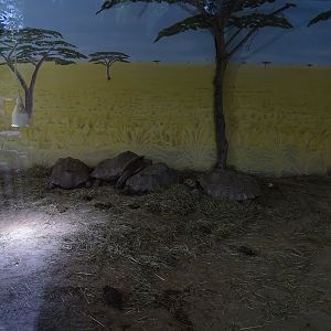 Spurred tortoise indoor enclosure