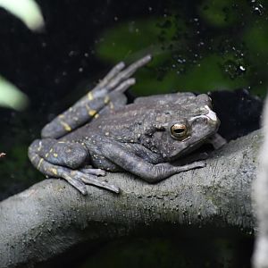 Yellow-spotted Tree Toad