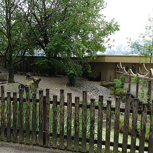 Collared peccary enclosure