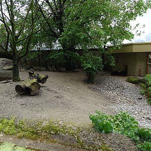 Collared peccary enclosure