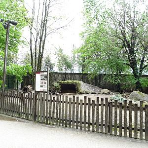 Collared peccary enclosure
