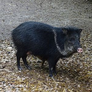 Collared peccary (Dicotyles tajacu)