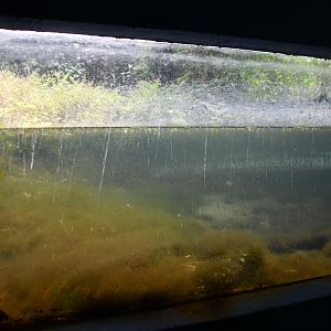 Great Crested Grebe exhibit (one of two)