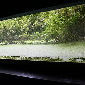 Great Crested Grebe exhibit (one of two)