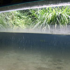 Little Grebe exhibit (no show)