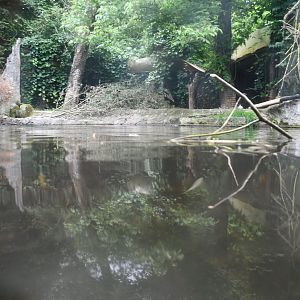 European Beaver exhibit
