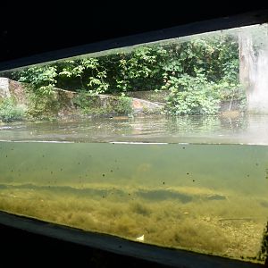 European Otter exhibit