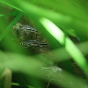 Siamese Dwarf Rasbora (Trigonostigma somphongsi)