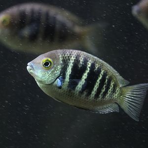 Canara pearlspot (Etroplus canarensis)