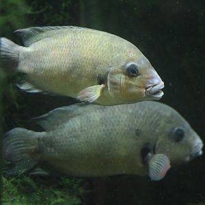 Damba (Paretroplus damii)