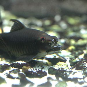 Rhino garra (Garra bicornuta)