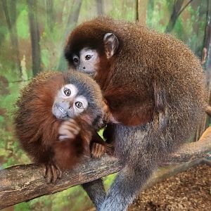 Wild Animal Park (NY) - Coppery Titi