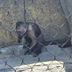 Wild Animal Park (NY) - Weeper Capuchin (?)