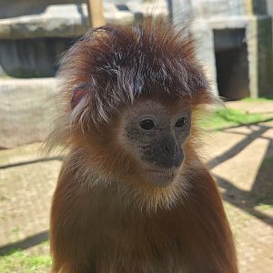 Wild Animal Park (NY) - Javan Lutung