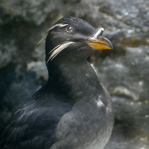 Rhinoceros Auklet (Cerorhinca monocerata) - "Lola"