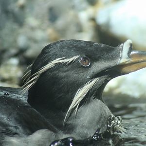 Rhinoceros Auklet (Cerorhinca monocerata) - "Lola"