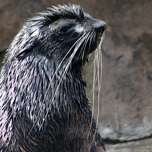 Northern Fur Seal (Callorhinus ursinus)