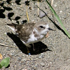Western Snowy Plover (Anarhynchus nivosus nivosus)