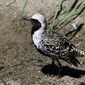 Black-Bellied Plover (Pluvialis squatarola)