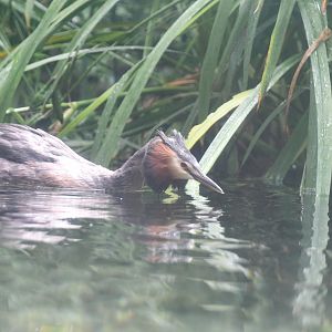 Great Crested Grebe