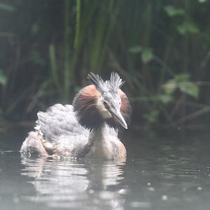 Great Crested Grebe