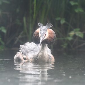 Great Crested Grebe