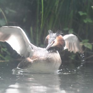Great Crested Grebe