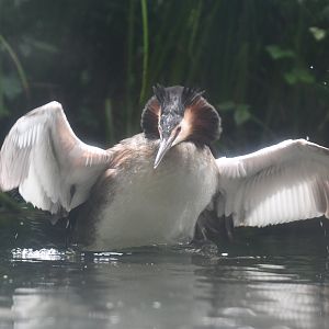 Great Crested Grebe