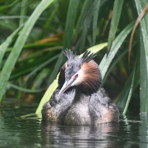 Great Crested Grebe