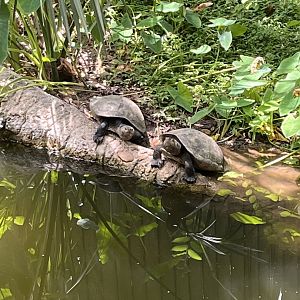 Madagascar Big-headed Turtles