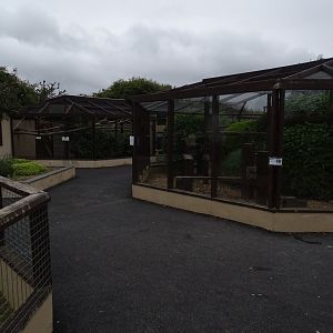 Asian Leopard Cat exhibit on right, Blue and Yellow Macaws ahead, 1st July 2024