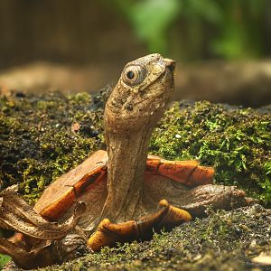 Black-breasted leaf turtle : Chester Zoo : 24 Jun 2024