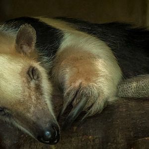 Southern tamandua : Chester Zoo : 24 Jun 2024