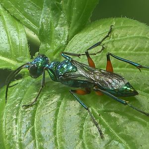 Emerald cockroach wasp : Chester Zoo : 24 Jun 2024