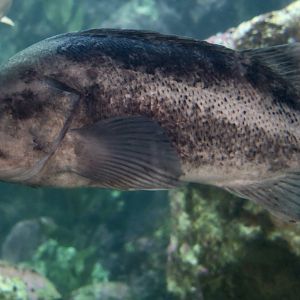 Black Rockfish (Sebastes melanops)