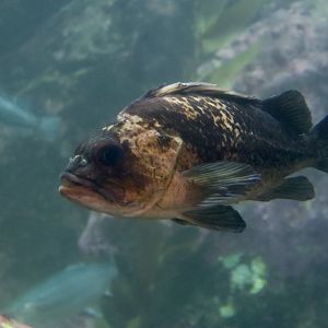 Quillback Rockfish (Sebastes maliger)
