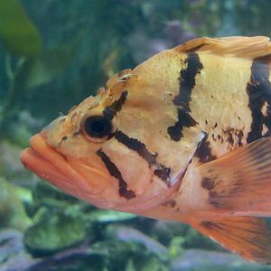 Tiger Rockfish (Sebastes nigrocinctus)