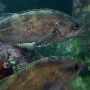 Widow Rockfish (Sebastes entomelas)