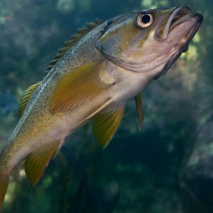 Yellowtail Rockfish (Sebastes flavidus)