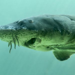 Green Sturgeon (Acipenser medirostris)