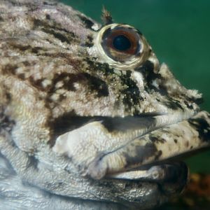 Cabezon (Scorpaenichthys marmoratus)