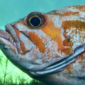 Canary Rockfish (Sebastes pinniger)