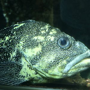 China Rockfish (Sebastes nebulosus)