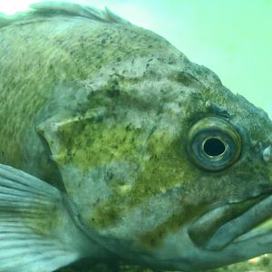 Copper Rockfish (Sebastes caurinus)