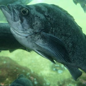 Deacon Rockfish (Sebastes diaconus)