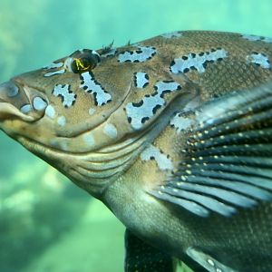 Kelp Greenling (Hexagrammos decagrammus) male