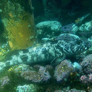 Lingcod (Ophiodon elongatus)