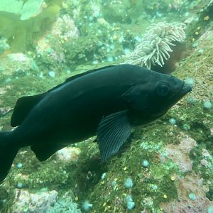 Melanistic Rockfish (Sebastes sp.)