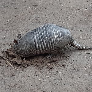 'Dorothy' the Nine-Banded Armadillo - Enjoying a Rainy Morning